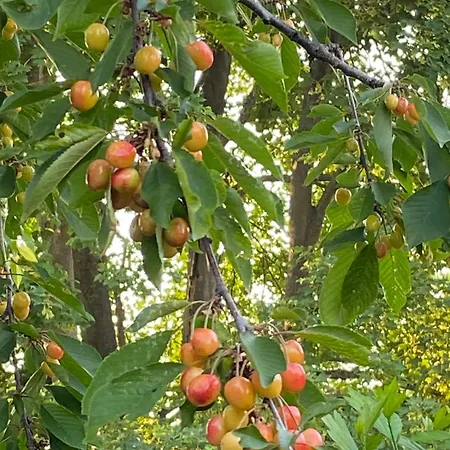 La Maison Du Cerisier - D'hotes Bed & Breakfast Senlis (Oise)